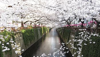 目黒川