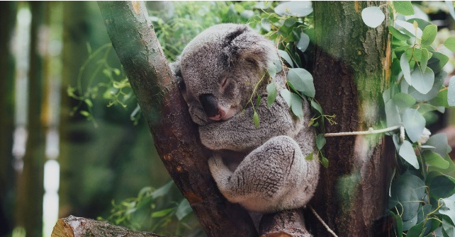 Koala in Australia
